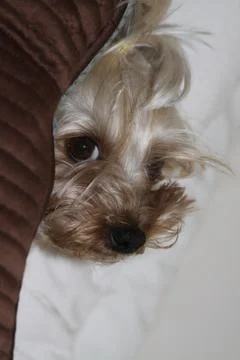 Peeking out from the covers Stock Photos