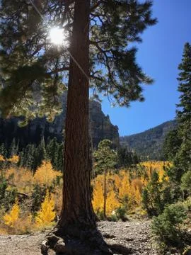 Peeking Stock Photos