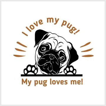 Peeking Pug - vector illustration isolated on white Stock Illustration