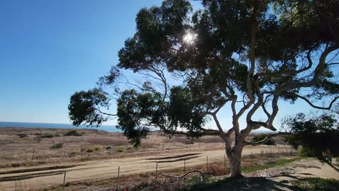 Peeking sun in between silhuette leaves with a beach view horizon FTP 1 Stock Footage 201284199