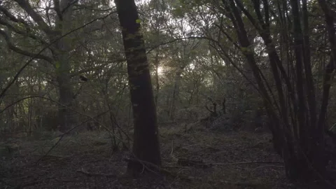 Peeking Sunlight Behind Tree Trunks In Forest On The North Downs, Surrey Stock Footage 162442903