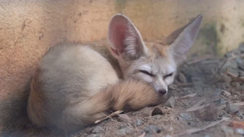 Peeking through the cage capturing a fennec fox, vulpes zerda, small Vídeos de archivo 209937397