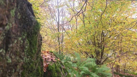 Peeking Through Dark Forest Rocks At Yellow Autumn Trees Stock Footage 348875871