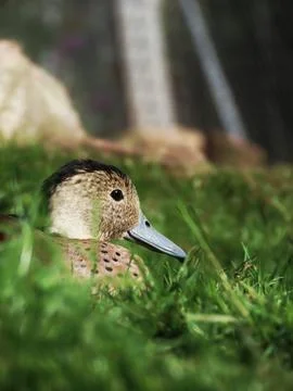 Peeking Through the Green Stock Photos