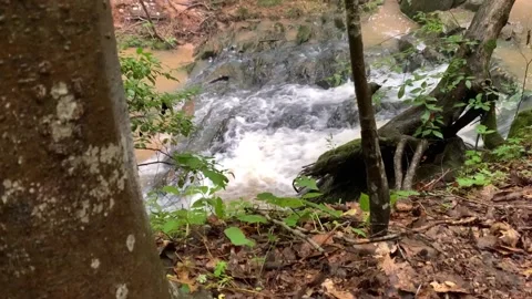 PEEKING THROUGH TREES AT A WATERFALL IN A SMALL STREAM IN THE WOODS Stock Footage 131337001