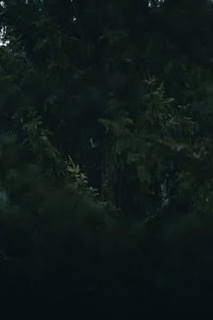 Peeking trough the dark branches of the pine trees. Foto stock