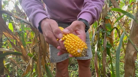 Peel corn cob corn kernels Stock Footage 252354666