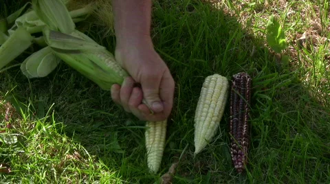 Peel corn cob 動画素材 495019