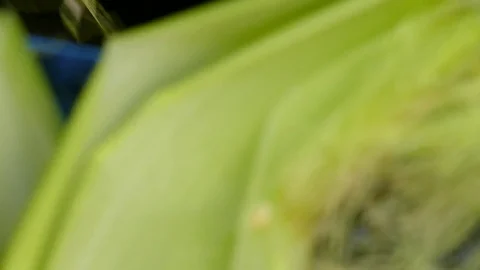 Peel the corn from the leaves Video stock 84434922