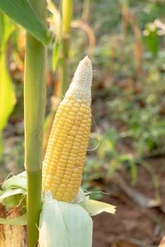 Peel the corn pods on the stem Stock Photos