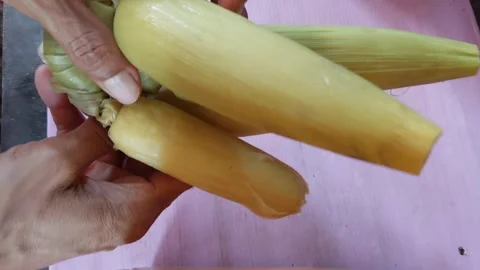 Peel off four ears of corn. Stock Footage 269740545