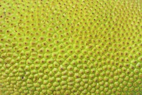 Peel the jackfruit Stock Photos