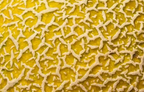 Peel melon Stock Photos