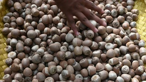 A peel out pile of Areca nuts, spread on the mat to sun drying Video stock 229485987