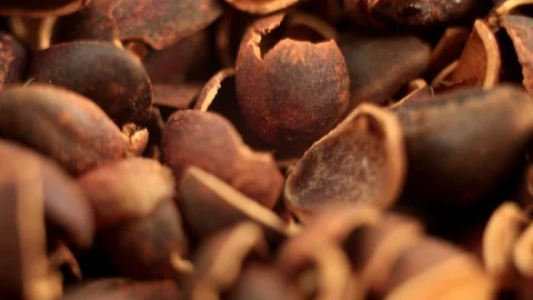 Peel of a pine nut without nuts. Makro. Stock Footage 116614158