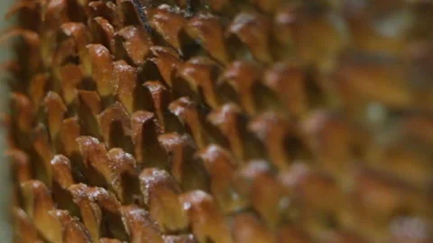 The peel of the snake fruit Salak extremely close-up. Carnivorous, spiny, hooked Stock Footage 108576074
