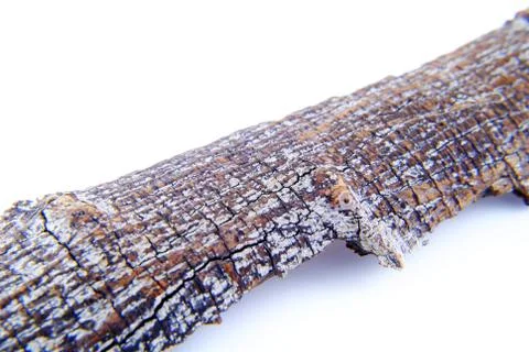 Peel tree isolated background Stock Photos