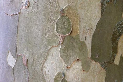 The peel of a tree with a very interesting structure and color Stock Photos