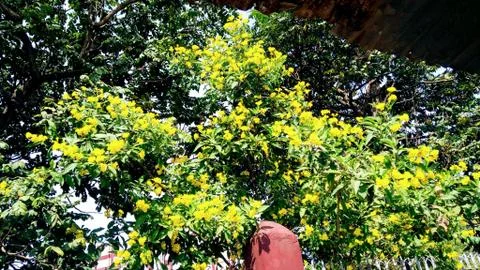 Peele flowers 写真素材