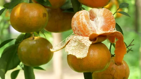 Peeled and Split Pink Mandarin Orange on Branch in Vietnam Stock Footage 326767718