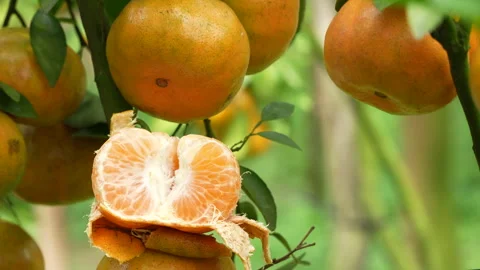 Peeled and Split Pink Mandarin Orange on Branch in Vietnam Stock Footage 326767781
