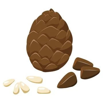 Peeled and white pine nuts and cones, vector Stock Illustration