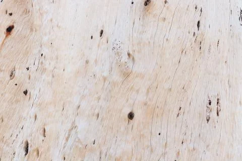 Peeled bark trunk of tree surface. Stock Photos