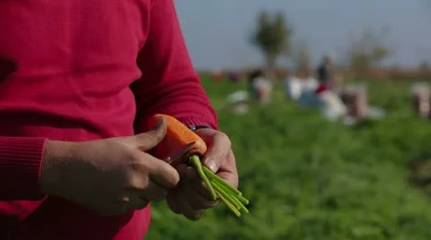 Peeled Carrot Stock-Footage 22304399