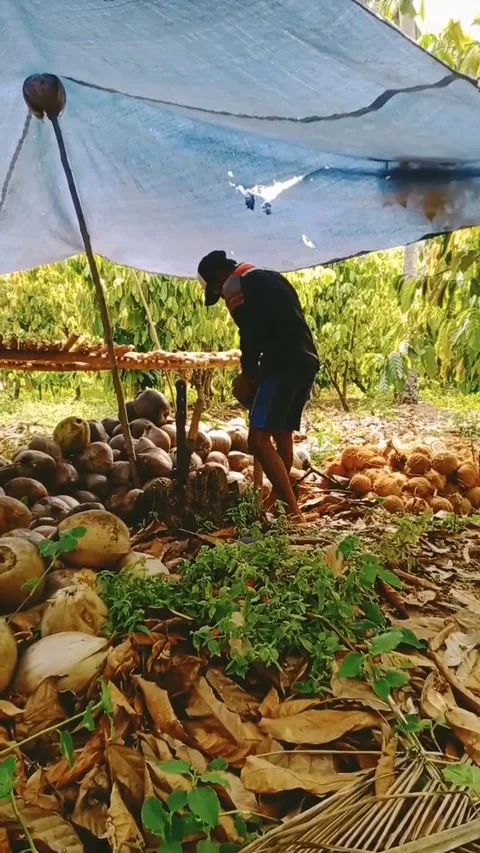Peeled coconut Stock Footage 231697401