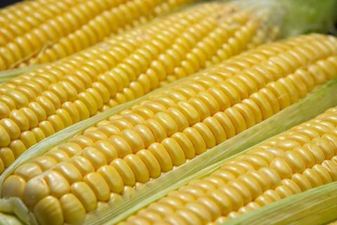 Peeled corn close up. Full screen corn. Stock Photos