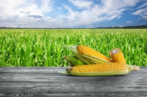 Peeled corn cobs against a cornfield Stock Photos
