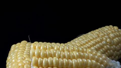 Peeled corn cobs rotate Stock Footage 170723479