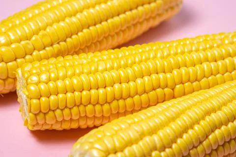 Peeled corn on a pink background. Fresh raw corn. Stock Photos