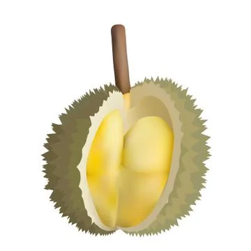 Peeled durian Stock Illustration