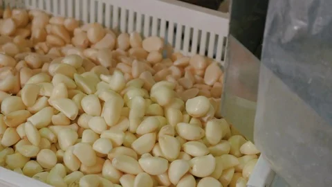 Peeled Garlic processing , production and selection at the factory. Stock Footage 117434071