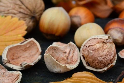 Peeled hazelnut close up Stock Photos