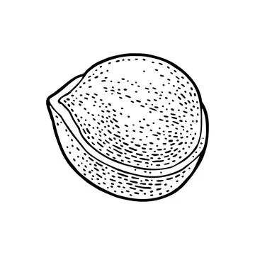 Peeled hazelnut. Vector black engraving vintage illustration. Isolated on whi Stock Illustration