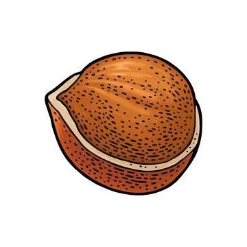 Peeled hazelnut. Vector color engraving vintage illustration. Isolated on whi イラスト素材