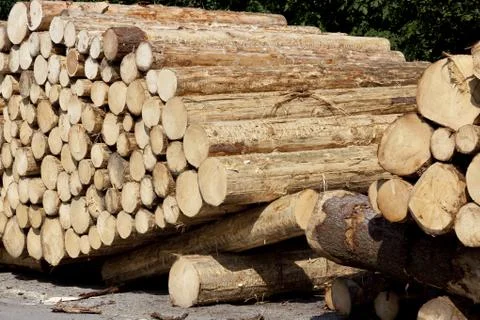 Peeled logs Stock Photos