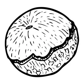 Peeled longan fruit vector illustration isolated on a transparent background Stock Illustration