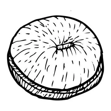 Peeled longan half fruit vector illustration isolated on a transparent Stock Illustration