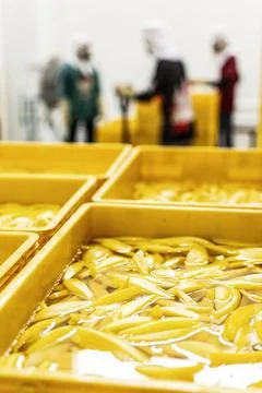 Peeled mango fruit processing at food production factory in cambodia Stock Photos