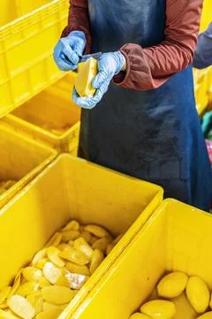 Peeled mango fruit processing at food production factory in cambodia Stock Photos