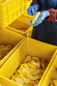 Peeled mango fruit processing at food production factory in cambodia Stock Photos