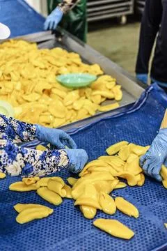 Peeled mango fruit processing at food production factory in cambodia Stock Photos