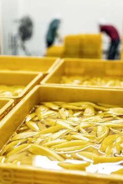 Peeled mango fruit processing at food production factory in cambodia Stock Photos