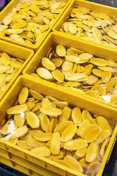 Peeled mango fruit processing at food production factory in cambodia Stock Photos