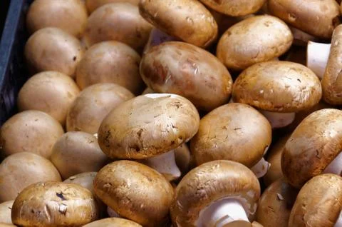 Peeled mushrooms among the greenery Stock Photos