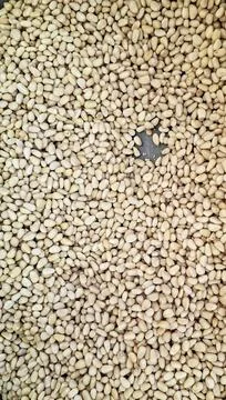 Peeled pine nuts on a surface showing their texture and arrangement in a na.. Stock Photos
