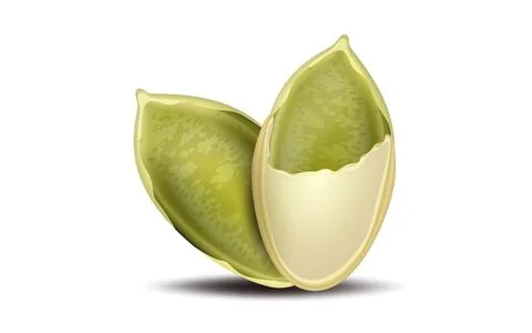 Peeled pumpkin seeds イラスト素材